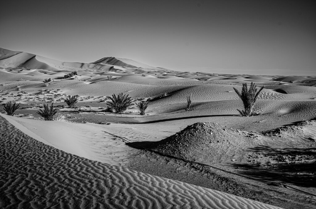 Marokko 2024 
Dramatic black and white landscape of the Sahara desert, featuring textured sand dunes, resilient palms, and long, early morning shadows.
