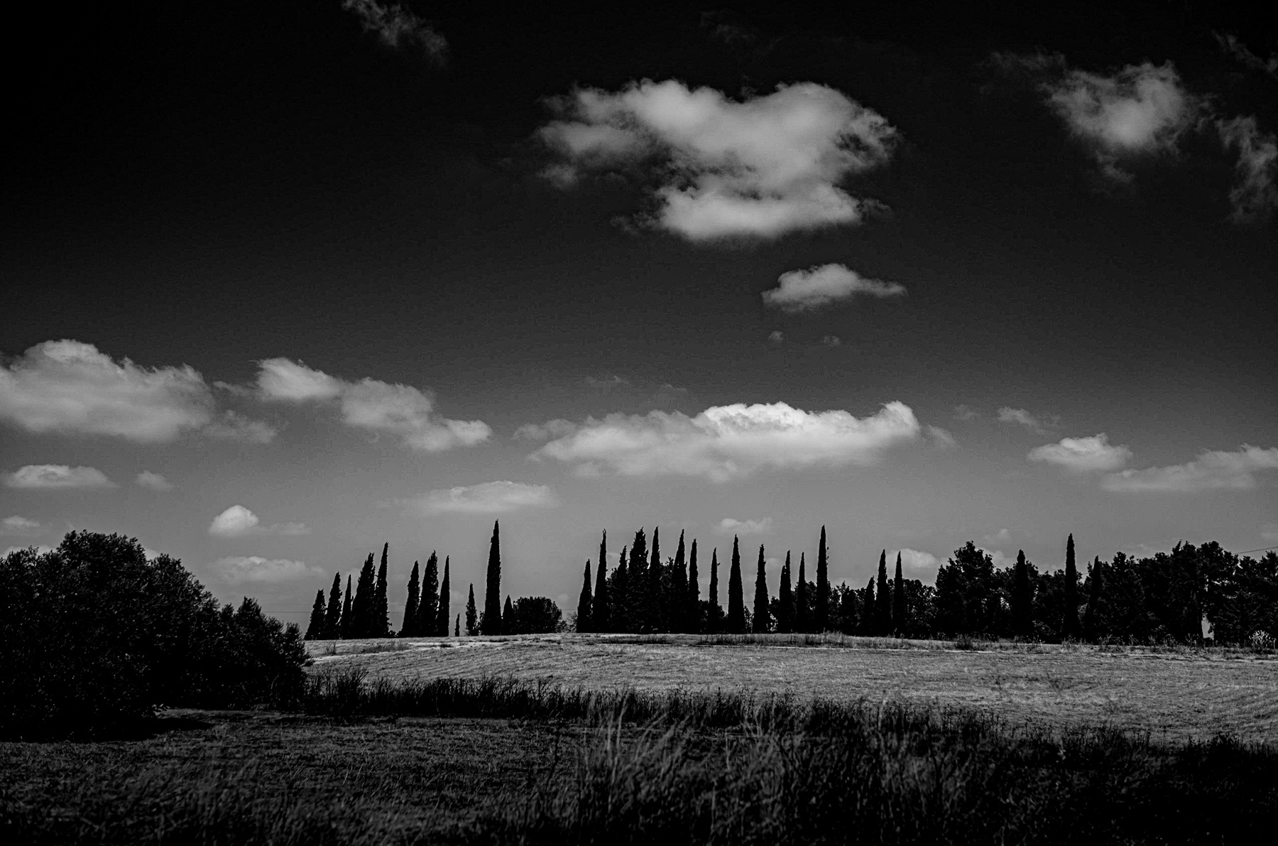 Tuscany’s Silent Guardians: The Timeless Story of Cypress Trees