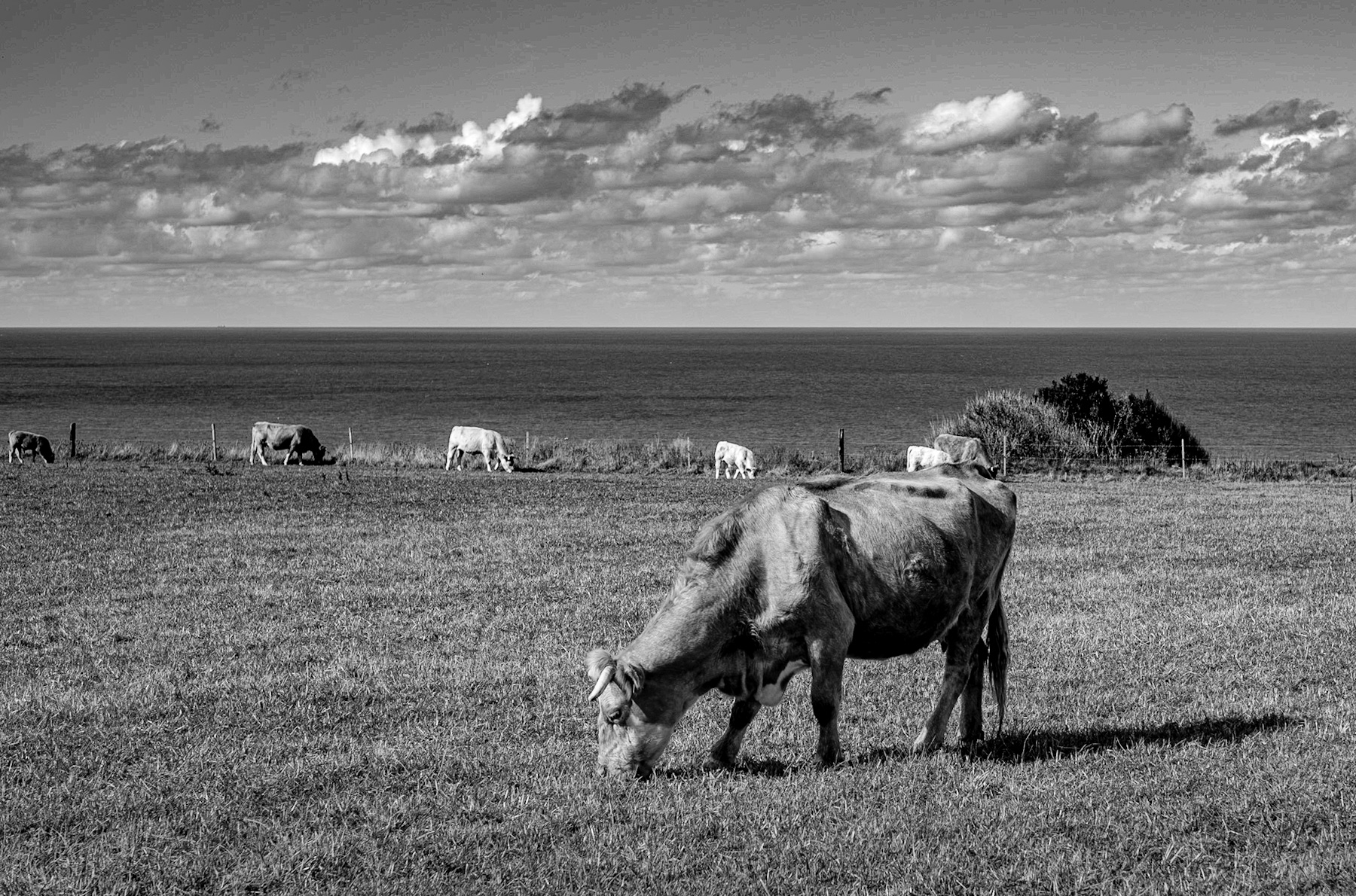 Coastal Pastures: A Timeless Black and White Narrative of Land, Sea, and Livestock