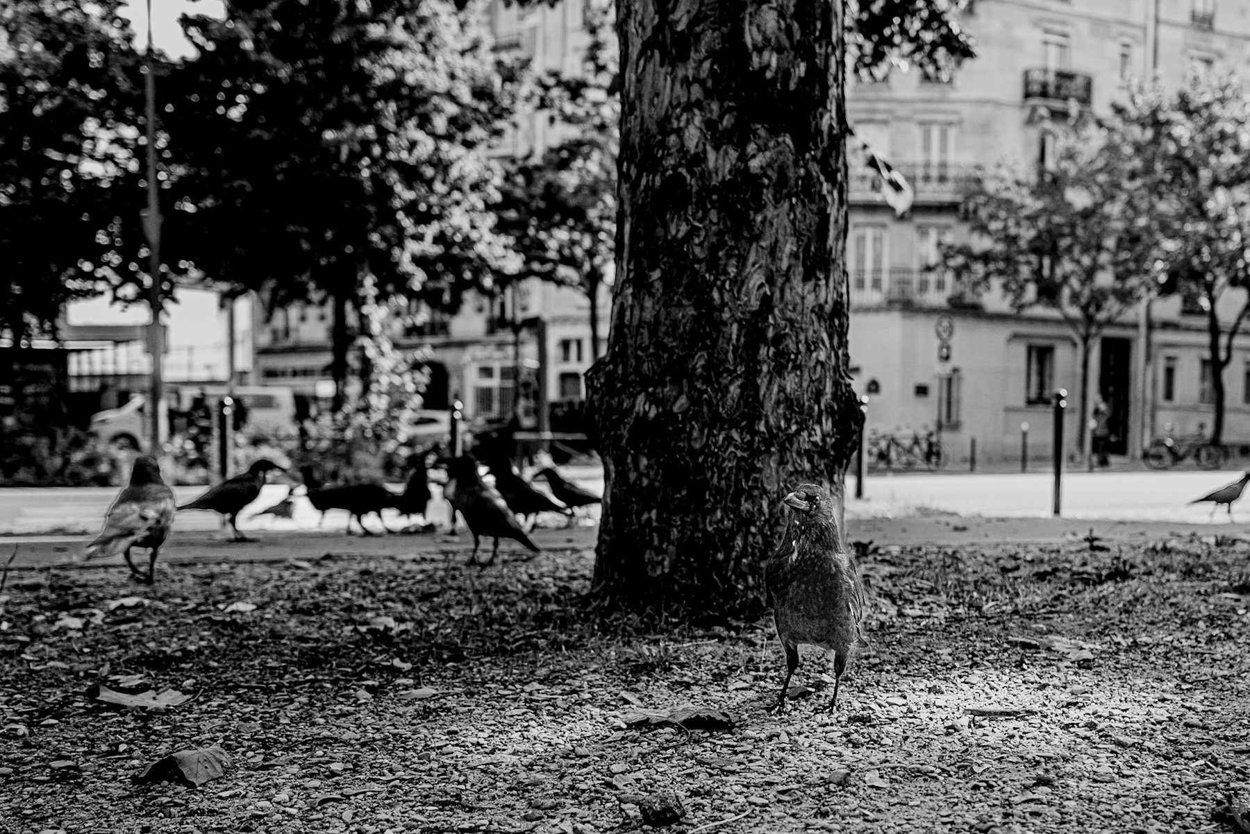 Echoes in Monochrome: A Parisian Scene Through a Timeless Lens