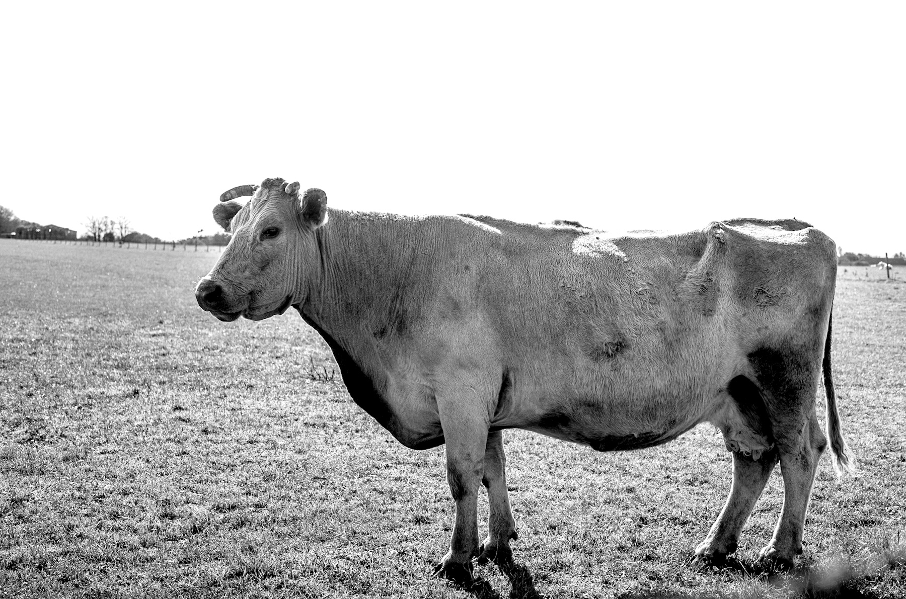 Pastoral Echoes: A Black and White Portrait of Bovine History