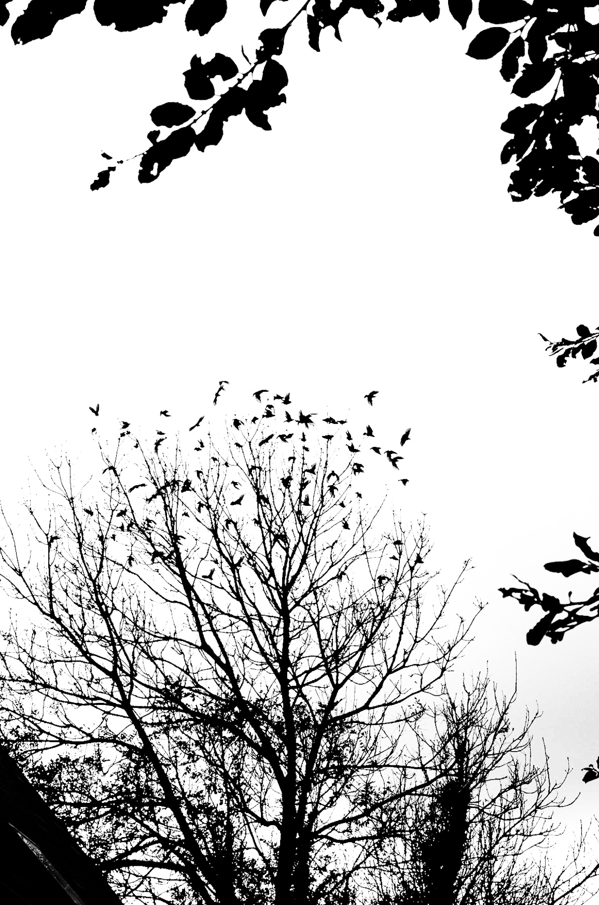 Stark Beauty: Birds, Bare Trees, and the Legacy of Silhouette Art