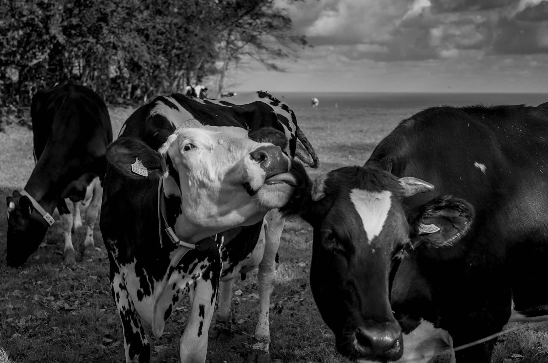 Pastoral Echoes: The Enduring Legacy of Cattle in a Black and White World