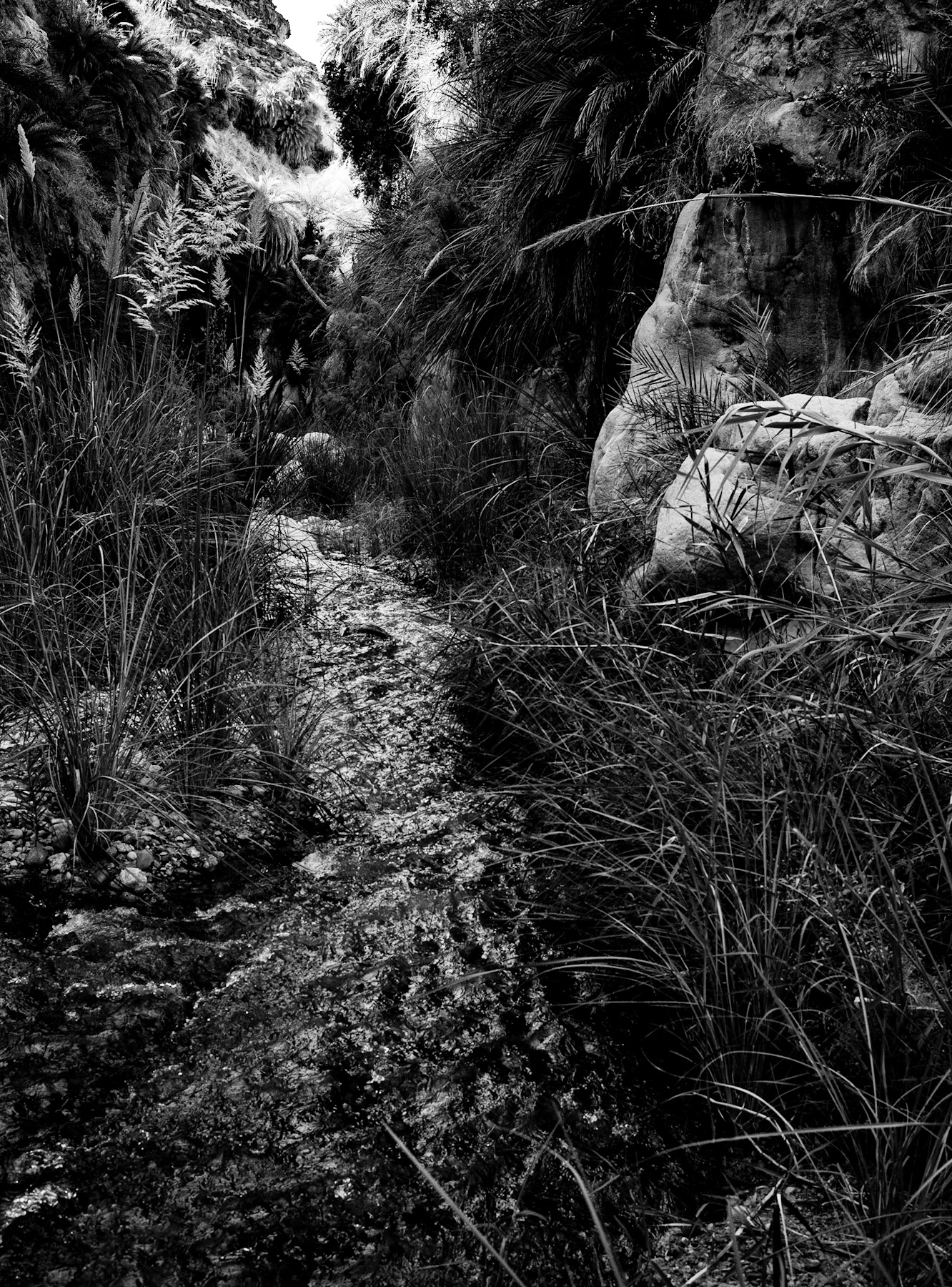 Untamed Paths: A Monochrome Journey Through Time