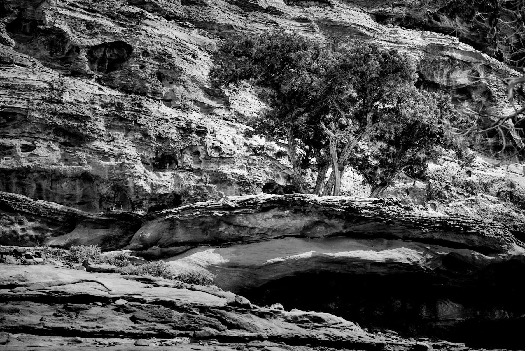 Timeless Stone and Enduring Life: A Glimpse into Ancient Landscapes