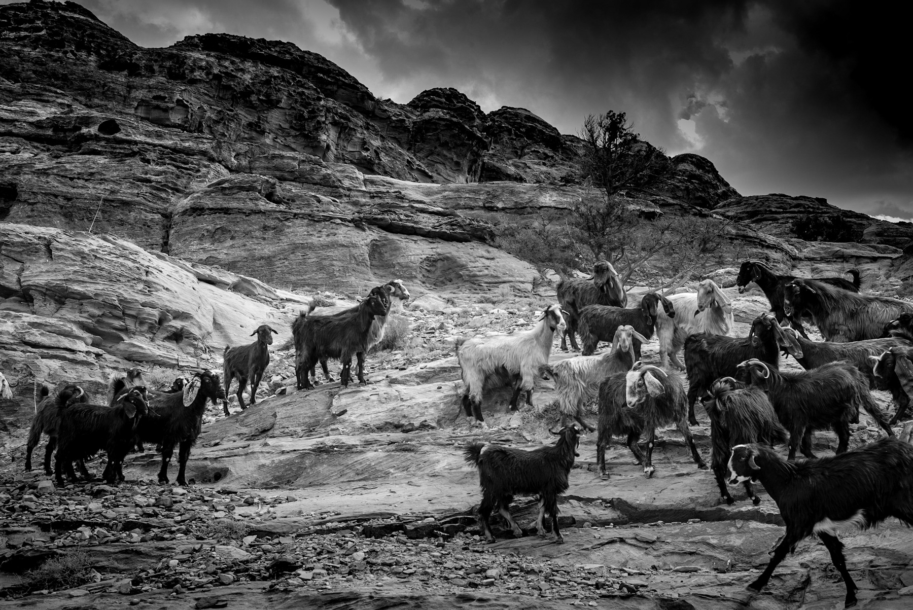 Echoes of Ancient Trails: Goats, Rock, and the Enduring Spirit of Desert Herding