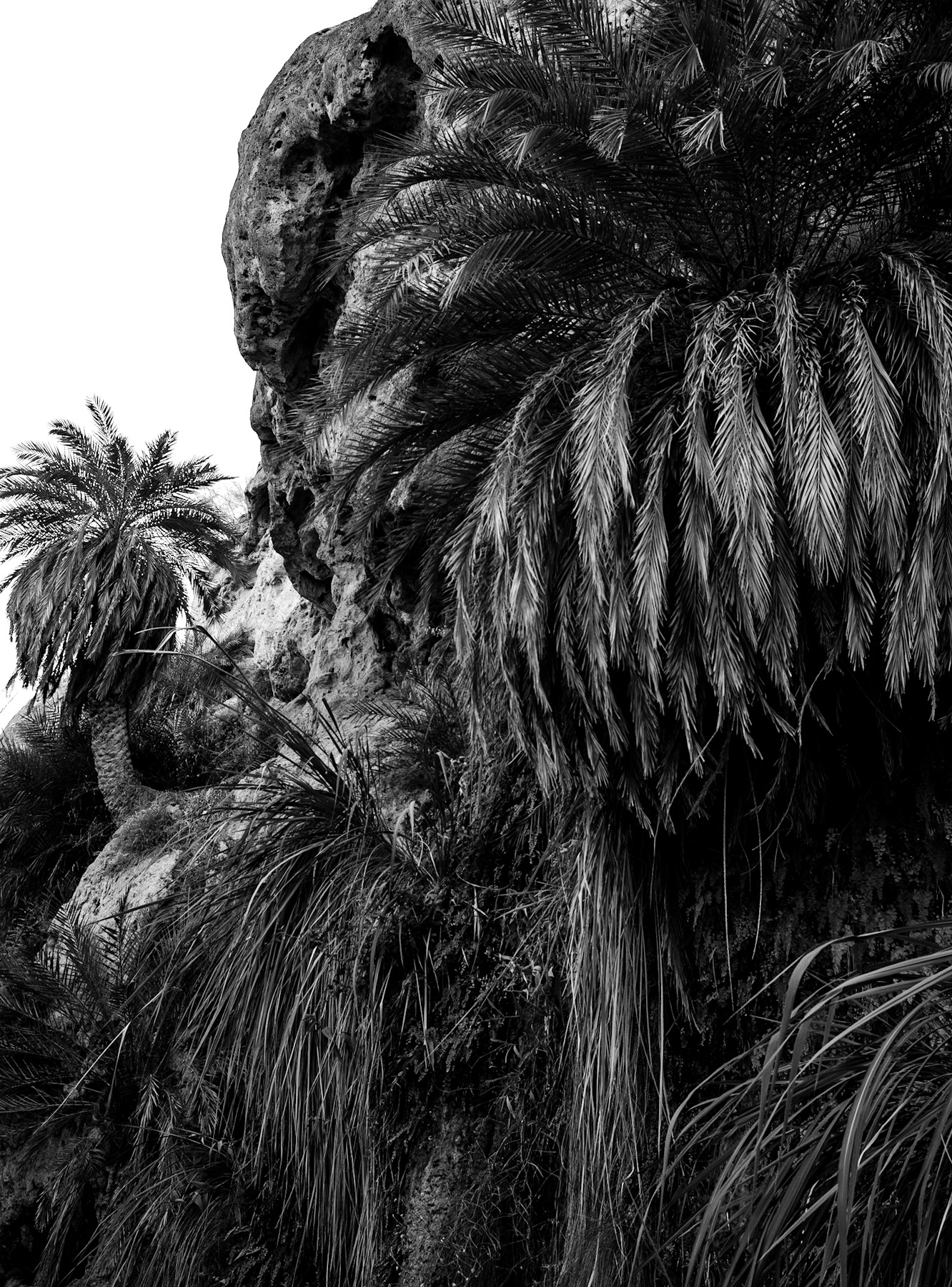 Timeless Resilience: The Ancient Dance of Palms and Stone