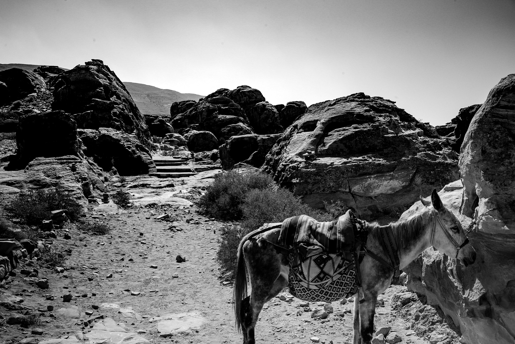 Petra’s Silent Sentinels: A Glimpse into Ancient Journeys