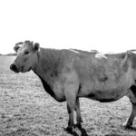 Normandie 06