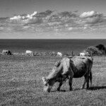 Normandie 29
